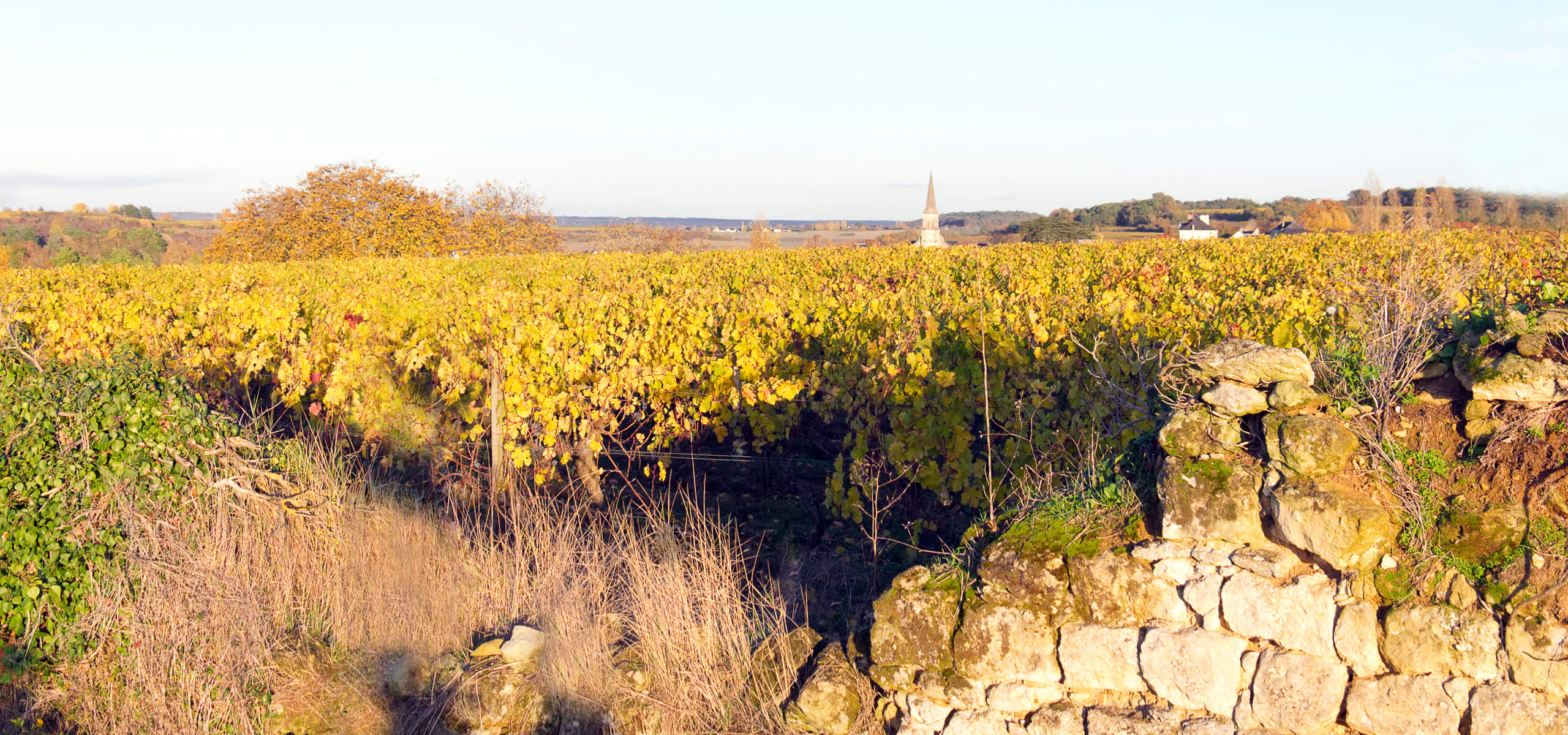 Vignobles AOP Chinon Wilfrid Rousse