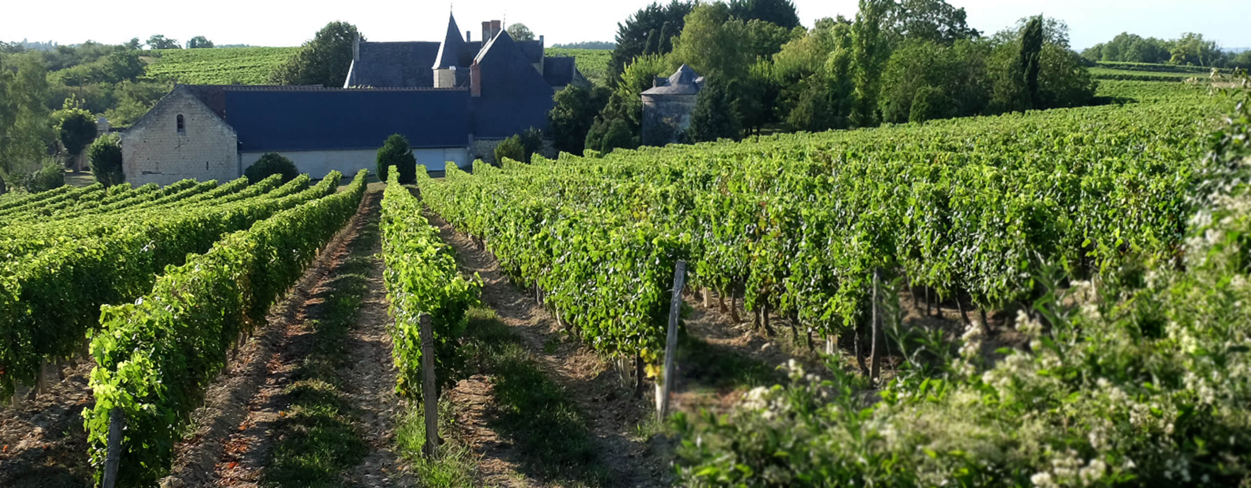 clos-de-danzay-aoc-chinon Clos de Danzay, vignobles AOC Chinon exploité, par Angélique Léon